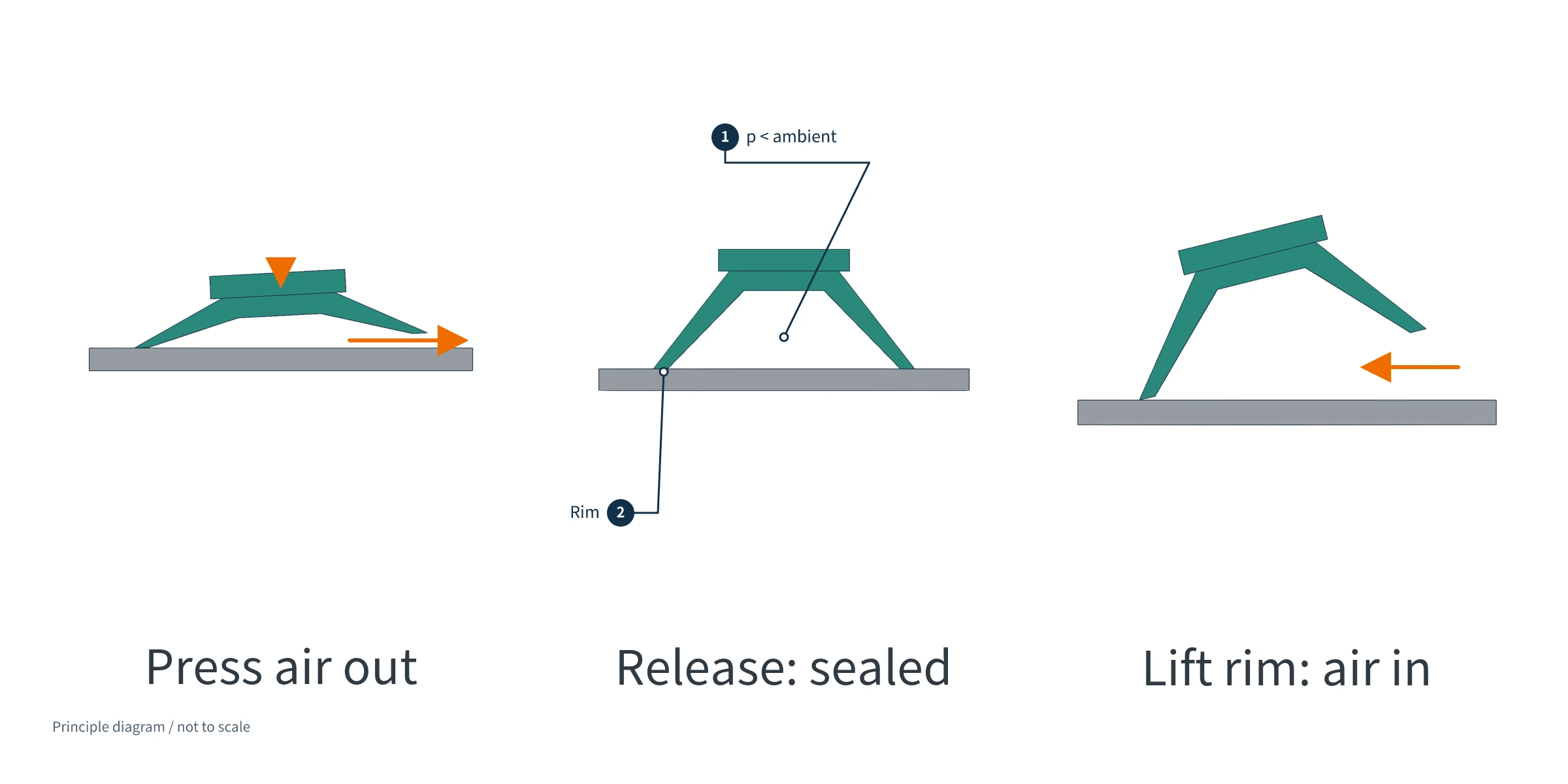 Three suction-cup cross-section states: pressing air out, recovery with a sealed lip, and edge lifting to admit air